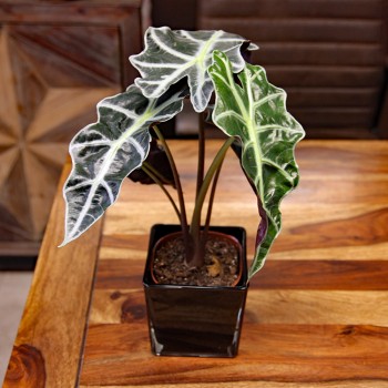 Alocasia