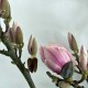 Magnoliazweig