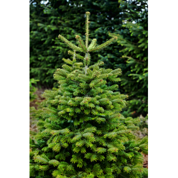 Weihnachtsbaum1,20-1,30 Meter  Nordmanntann *100% Naturbaum