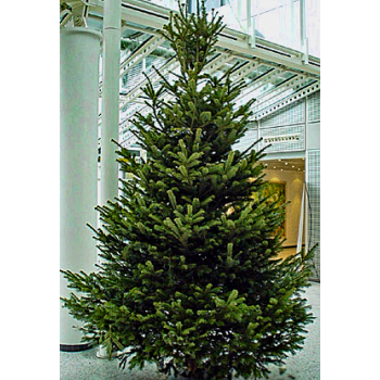  Weihnachtsbaum 2,75 Meter Nordmanntanne 1A Premium-Qualität