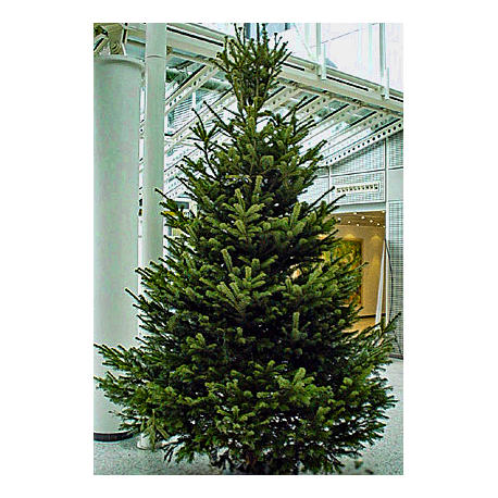  Weihnachtsbaum 2,75 Meter Nordmanntanne 1A Premium-Qualität